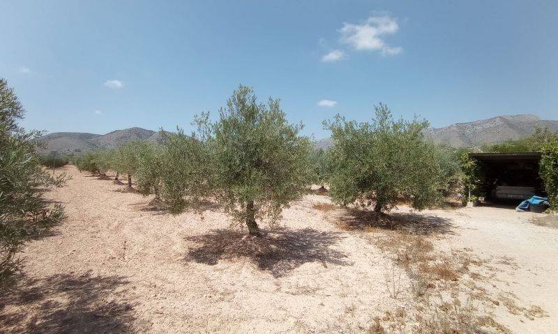 Venta - Casa cueva - Hondon De Las Nieves