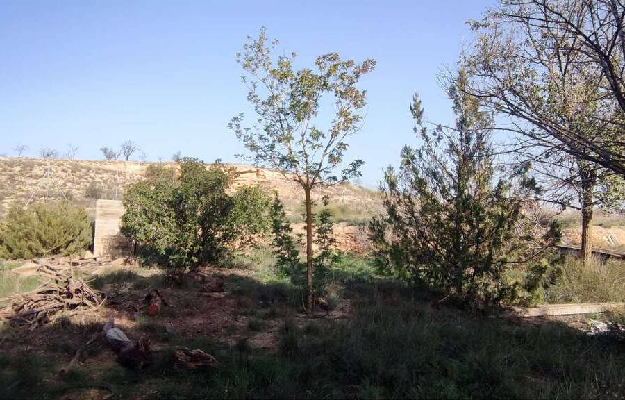 Venta - Casa de campo - Pinoso