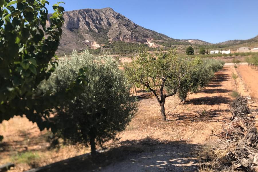 Venta - Casa de campo - Hondon De Los Frailes - Hamlet of El Canton